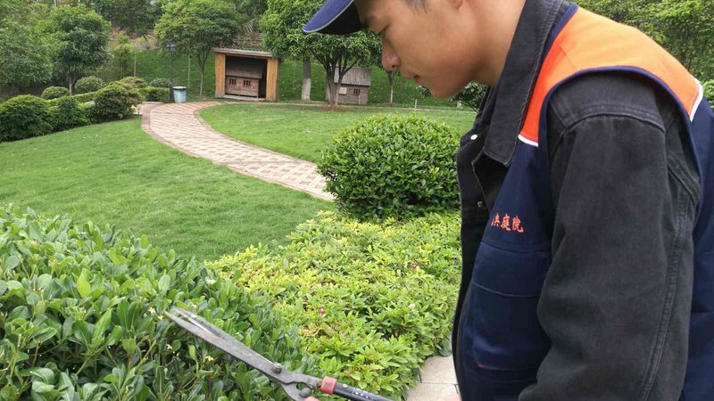 室內(nèi)垂直綠化：植物種類解析與優(yōu)缺點(diǎn)分析**